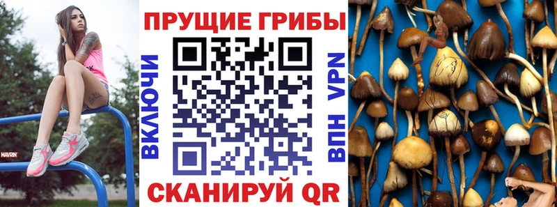 это как зайти  Николаевск-на-Амуре  Галлюциногенные грибы Cubensis 